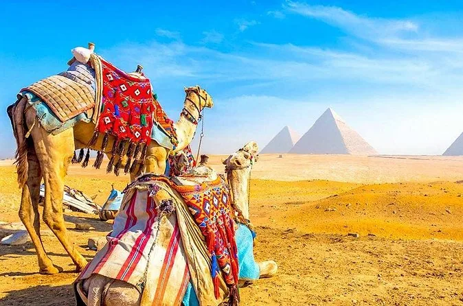 Dos camellos con mantas de montar vistosas descansando en la arena con pirámides a lo lejos
